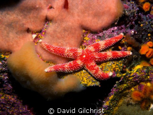 Starfish in its environment, Queen Charlotte Islands by David Gilchrist 